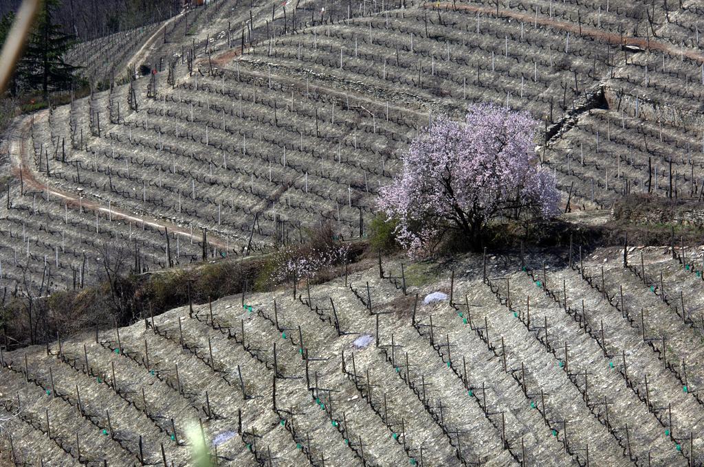 Cascina Arcangelo Raffaele Verduno ภายนอก รูปภาพ